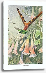 Постер Sapphokolibri 1