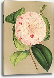 Постер Лемер Шарль Camellia Luisa Bartoloni