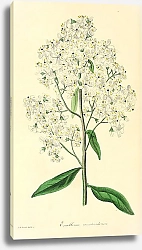Постер Escallonia montevidensis