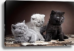 Постер Британцы