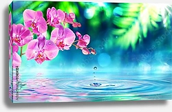 Постер Орхидеи над водой