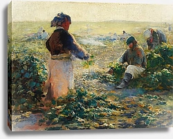 Постер Чолковский Леон Digging Beets I