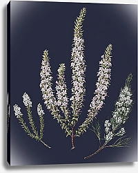 Постер Винтажная иллюстрация античного растения Эпакрис