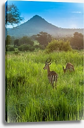 Постер Антилопа, парк Серенгети, Танзания