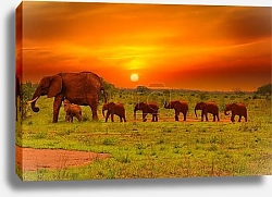 Постер Слоновье шествие на закате в Национальных парках Цаво Восточный и Западный, Кения
