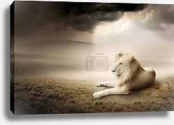 Постер Белый лев на закате