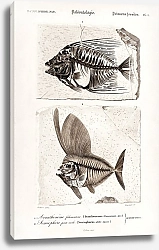 Постер Лучепёрая рыба (Acanthonemus) and Semiophorus