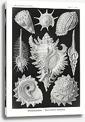 Постер Prosobranchia–Dorderkiemen Schnecken