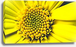 Постер Сердцевина жёлтого цветка крупно