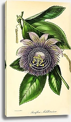 Постер Passiflora Middletoniana