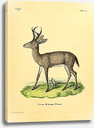 Постер Мексиканский олень