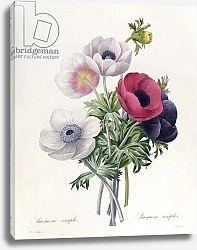 Постер Редюти Пьер Anemone: Simple, from 'Les Choix des Plus Belles Fleurs'
