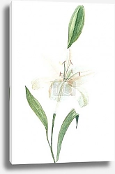 Постер Белая лилия с бутоном на белом фоне