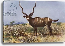 Постер Кухнерт Уильям Kudu