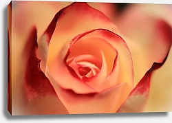 Постер Оранжевая роза крупным планом