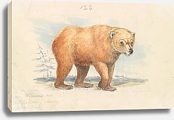 Постер Смит Чарльз Гамильтон The Brown Bear