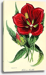 Постер Hibiscus Jerroldianus
