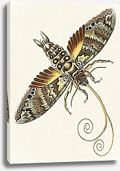 Постер Иллюстрация сфинкса ятрофы или серого сфинкса из сборника натуралистов (1789-1813)