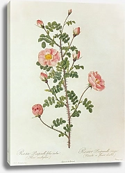 Постер Rosa Pempinellifolia L. 'Double Pink Scotch Briar'