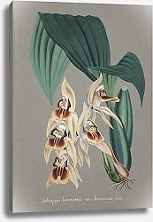 Постер Неизвестен Коллекция орхидей, пл.52