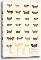 Постер Годман Фредерик Insecta Lepidoptera-Heterocera Pl 035