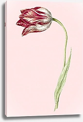 Постер Розовый тюльпан на винтажной иллюстрации