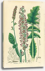 Постер Francoa sonchifolia