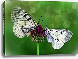 Постер Две белые бабочки на цветке клевера