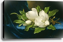 Постер Хид Мартин Джонсон Гигантские магнолии на голубой бархатной скатерти