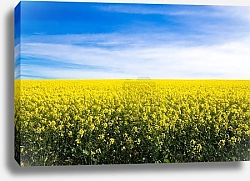 Постер Желтые поля рапса на пути из Кару в Франшхук, ЮАР