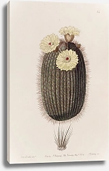 Постер Эдвардс Сиденем The Broom Cactus