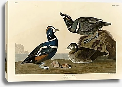 Постер Harlequin Duck 2