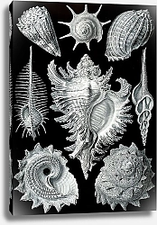 Постер Моллюски