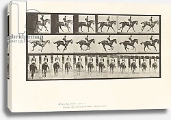 Постер Муйбридж Идвеард Plate 620. Canter; Saddle; Thoroughbred Bay Mare Annie 6., 1885