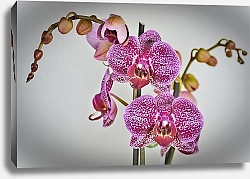 Постер Розовая пятнистая орхидея 1
