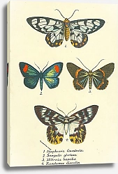 Постер Dysphania fenestrata, Sangala gloriosa, Milionia basalis, Euschema discalis 1