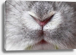 Постер Заячий нос