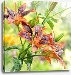 Постер Цветки оранжевой лилии на ветке на фоне зелени