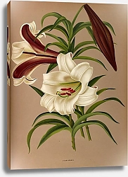 Постер Арендсен Арентина Лилия коричневая