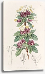 Постер Эдвардс Сиденем Small-flowered Lankesteria