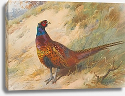 Постер Торнбурн Арчибальд (Бриджман) Pheasant