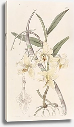 Постер Эдвардс Сиденем Rhomb-lipped Dendrobium