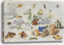 Постер Кессель Ян Butterflies and other Insects, 1661