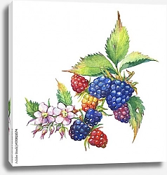 Постер Веточка ежевики с ягодами и цветами 1