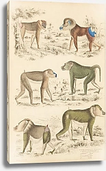 Постер Макгилливрей Уильям Baboons