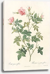 Постер Редюти Пьер Rosa Parvi-Flora