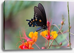 Постер Черная бабочка на розовых цветах