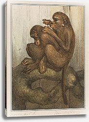 Постер Хойтема Тео Блошиные обезьяны