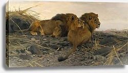 Постер Кухнерт Уильям Lions At Watch