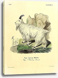 Постер Американская коза